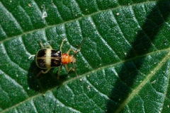 Diabroticina