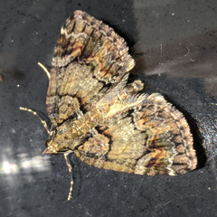 Microdes diplodonta