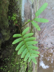 Pleopeltis polypodioides