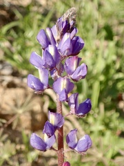 Lupinus sparsiflorus