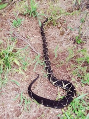 Bothrops jararacussu