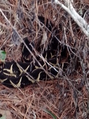 Bothrops jararacussu
