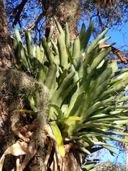 Bromelioideae
