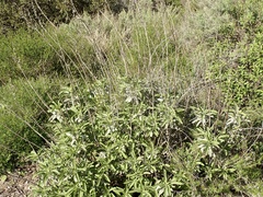 Salvia apiana × mellifera