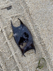 Rostroraja eglanteria