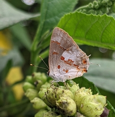 Ministrymon megacles