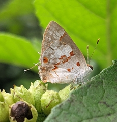 Ministrymon megacles