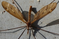 Tipula ultima