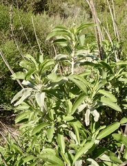 Salvia apiana × mellifera