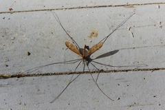 Tipula ultima
