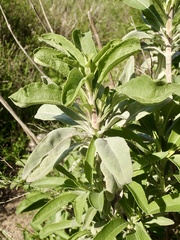 Salvia apiana × mellifera