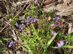 Polemonium reptans