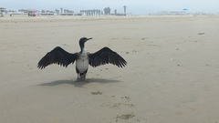 Leucocarbo bougainvillii