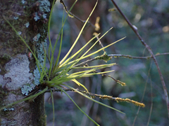 Tillandsia setacea