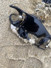 Rostroraja eglanteria