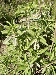 Salvia apiana × mellifera