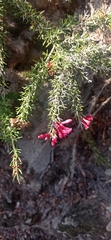 Colletia ulicina