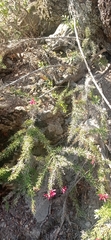 Colletia ulicina