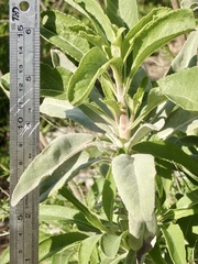 Salvia apiana × mellifera