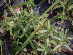 Pectis prostrata
