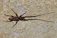 Cerambycoidea