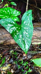 Xanthosoma conspurcatum
