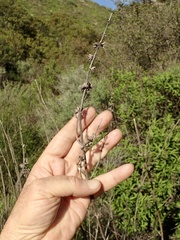 Salvia apiana × mellifera