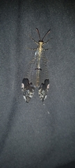 Glenurus peculiaris
