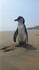 Spheniscus humboldti