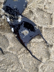 Rostroraja eglanteria