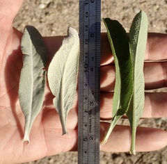 Salvia apiana × mellifera