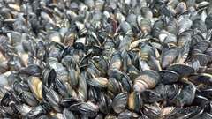 Semimytilus patagonicus