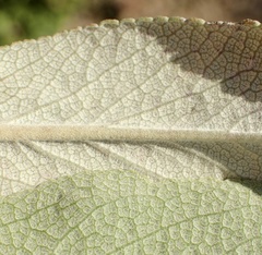 Salvia apiana × mellifera