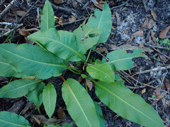Rumex verticillatus