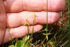 Carex pauciflora