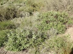 Salvia apiana × mellifera