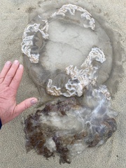 Rhopilema verrilli