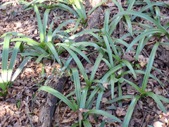 Crinum americanum