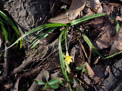 Hypoxis curtissii