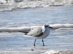 Leucophaeus atricilla megalopterus