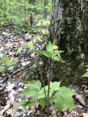 Isotria verticillata