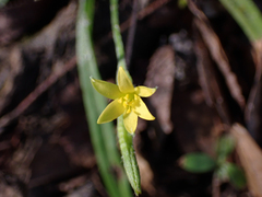 Hypoxis curtissii