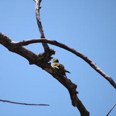 Spinus barbatus