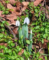 Galanthus elwesii