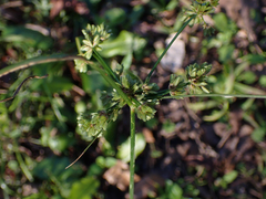 Cyperus surinamensis