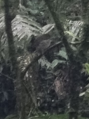 Grallaricula cucullata