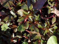 Ludwigia repens
