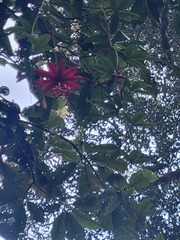 Passiflora antioquiensis