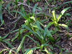 Crinum americanum