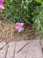 Gaura